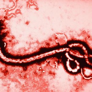 ebola