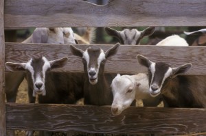 These Kids Will Grow Up To Be Milk Producing Dairy Goats