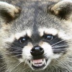 a-rabid-raccoon-attack-sd-21480406