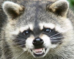 a-rabid-raccoon-attack-sd-21480406