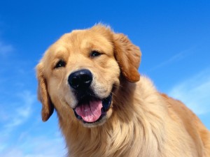 pictures-of-dogs-golden-retriever