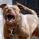 angry-pit-bull-2-teeth-92f1240bfd113053