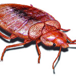 bed-bug-illustration_824x527