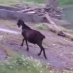 Russian Obama Goat