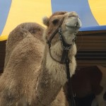 Heidi the prodigal camel