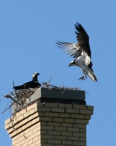 Osprey Sandy Hook (510x640)