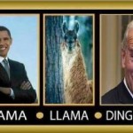 Obama Llama Ding Dong