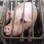 Monday’s Override Vote Seeks to Free Female Pigs From Cramped Cages