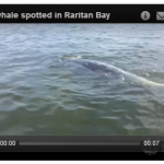 Humpback Whale Spotted in Raritan Bay