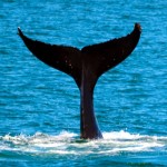 Number of whale sightings increase off the coast of New Jersey