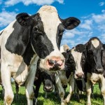 Cow farts impact on climate change measured