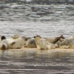 Sandy Hook Oil Slick Has Shrunk By More Than Half