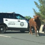 Runaway cow escaped from Trenton slaughterhouse