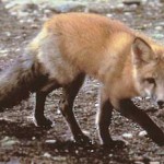 Fox Tests Positive For Rabies