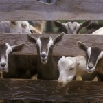 Monmouth County 4H members to participate in State goat show