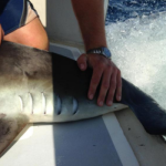 Hammerhead shark swimming around Jersey Shore surfaces off Belmar