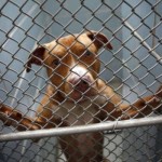 Christie signs law criminalizing dog fighting in N.J.