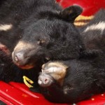 N.J. approves expansion of its annual bear hunt