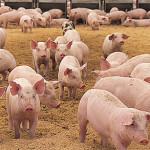 PIG FARM PLANNED FOR MANALAPAN