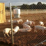 There is a pig farm in Manalapan