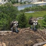 JCP&L Acts to Protect Osprey