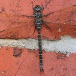 Female Dragonflies Fake Death to Avoid Sex