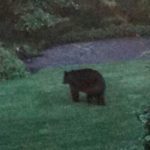 Bear Spotted in Middletown