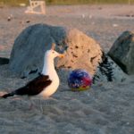 Seagull rips off man’s testicle as he sunbathes nude