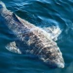 512 year old shark found in North Atlantic waters