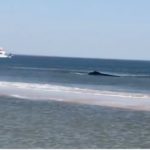 Video:  Whale almost beached at Sandy Hook on Tuesday