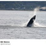 Coast Guard, State Police, Protecting Whale in Raritan Bay