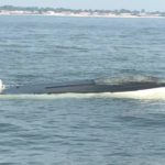 Whale Capsizes Boat Off Monmouth Coast