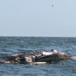 Zombie whale afloat off Sandy Hook