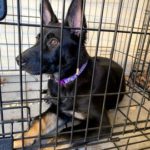 Neptune PD rescues pup