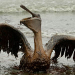 Have NJ Democrats forgotten the BP Oil Spill?