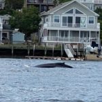 Humpback Whale spotted in Shrewsbury River