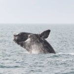 Endangered whale, 1 of only 400 left in world, found dead off Long Branch