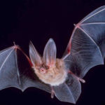 Coronavirus: Cracking the secrets of how bats survive viruses